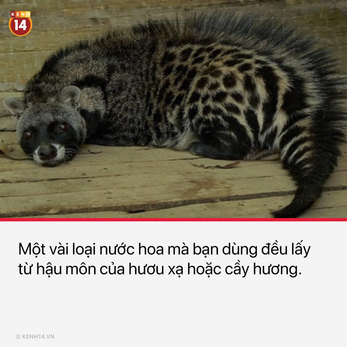Африканская Циветта сообщение