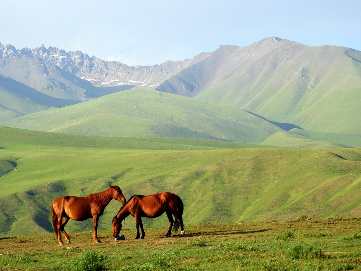 Казахстан природа и животный мир
