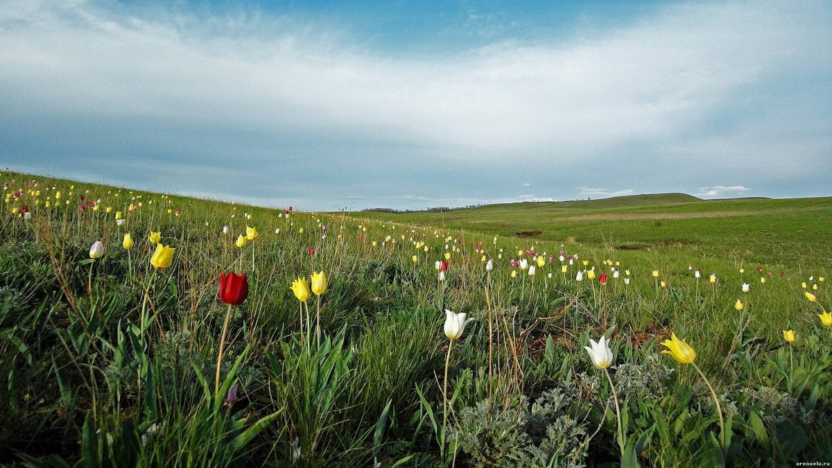 Поля диких тюльпанов в казахстане