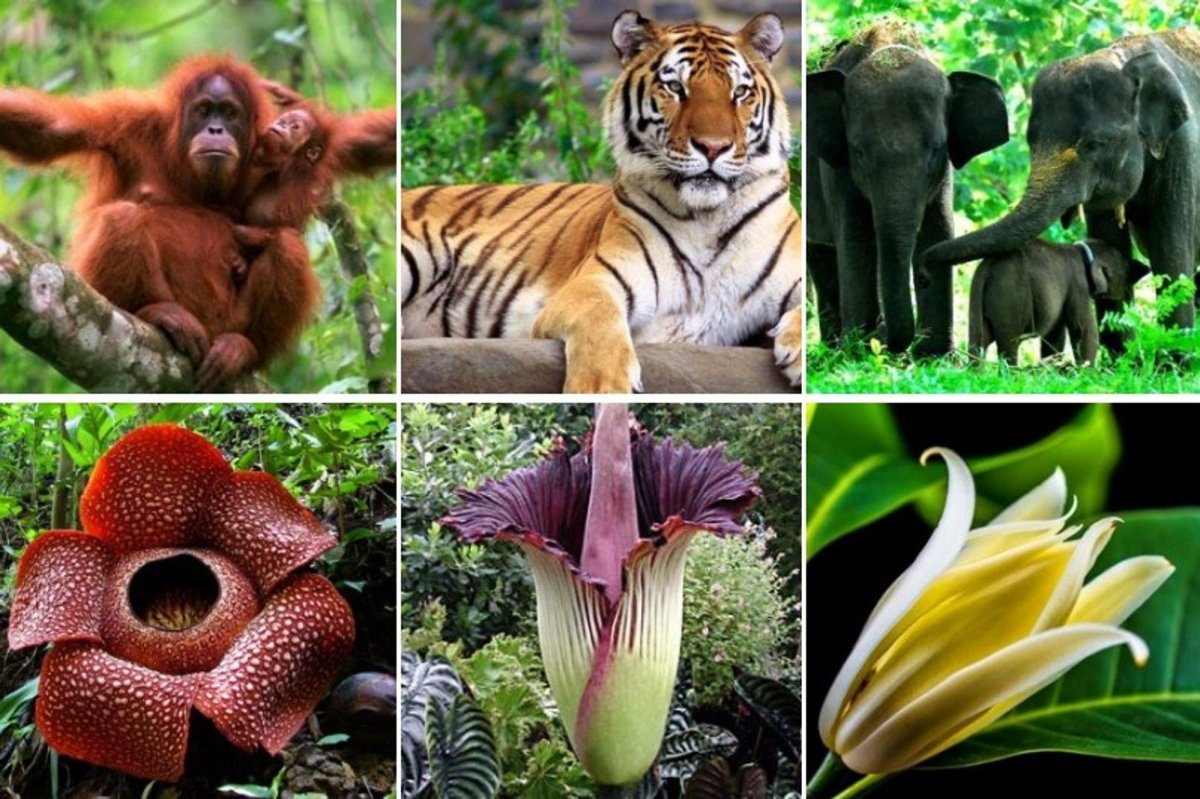 растения и животные бразилии
