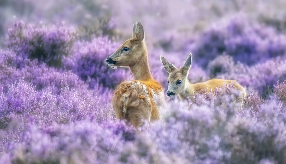Природа мир животных