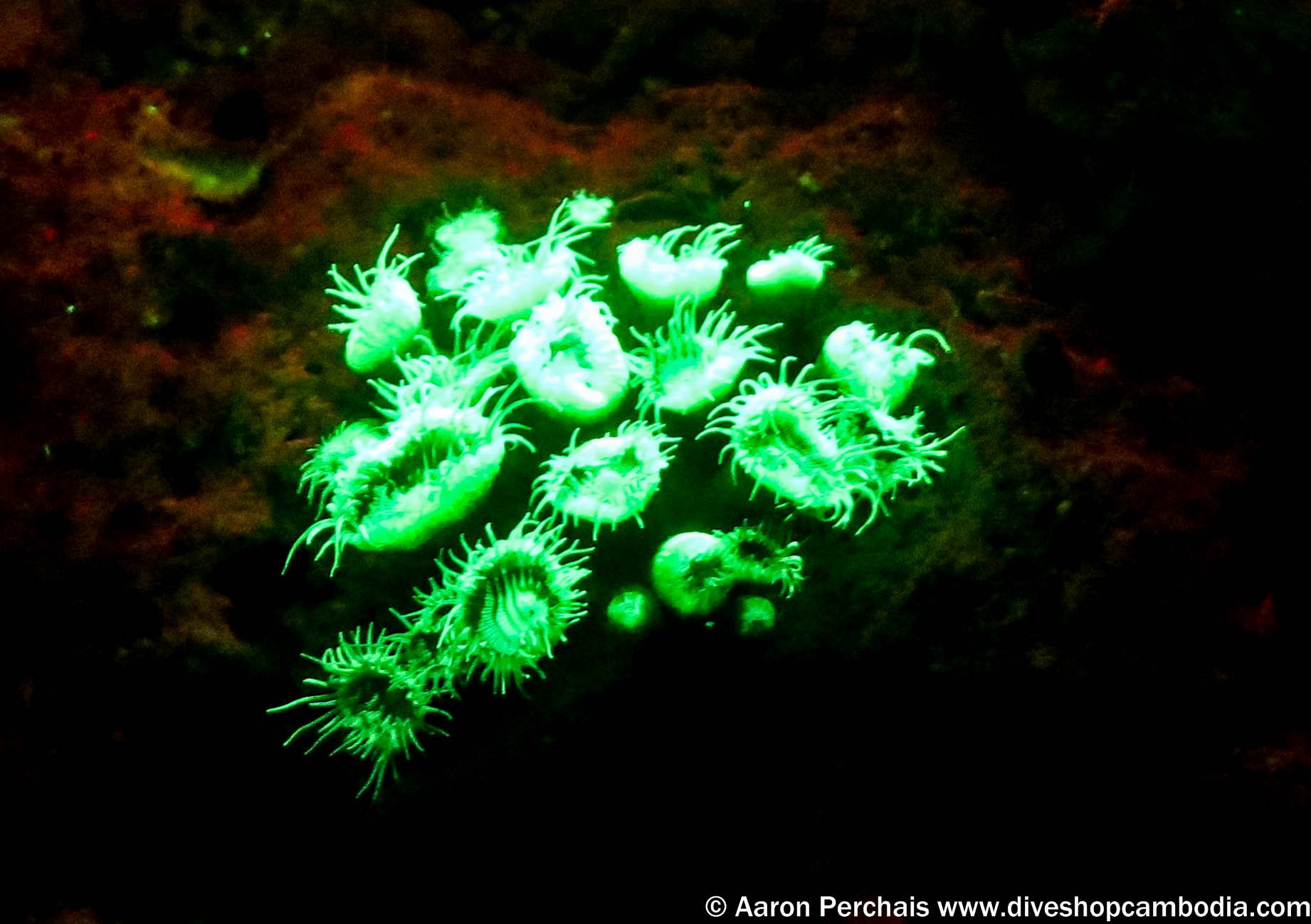 Г фитопланктон. Биолюминесцентный планктон Вьетнам. Биолюминисцентные водоросли. Phalacroma rotundatum фитопланктон. Люминесцентные водоросли.