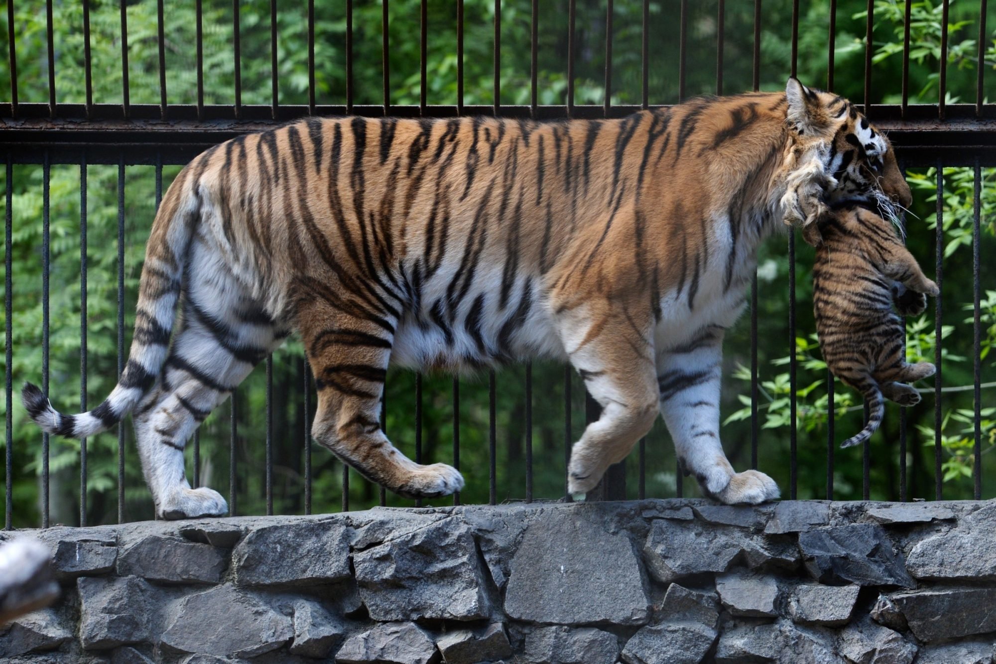 Тигр живут в зоопарке. Белый тигр в Московском зоопарке. Амурский тигр в Московском зоопарке. Белый тигр Новосибирск зоопарк. Амурский тигр зоопарк Новосибирск.
