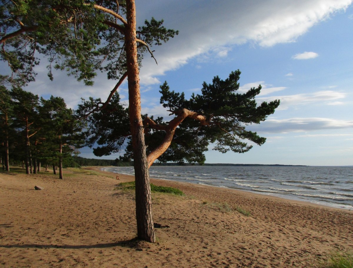 пляж соснового бора ленинградской области