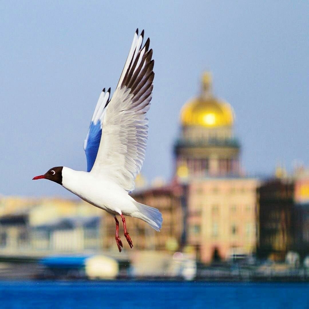 Санкт Петербург Нева Чайки