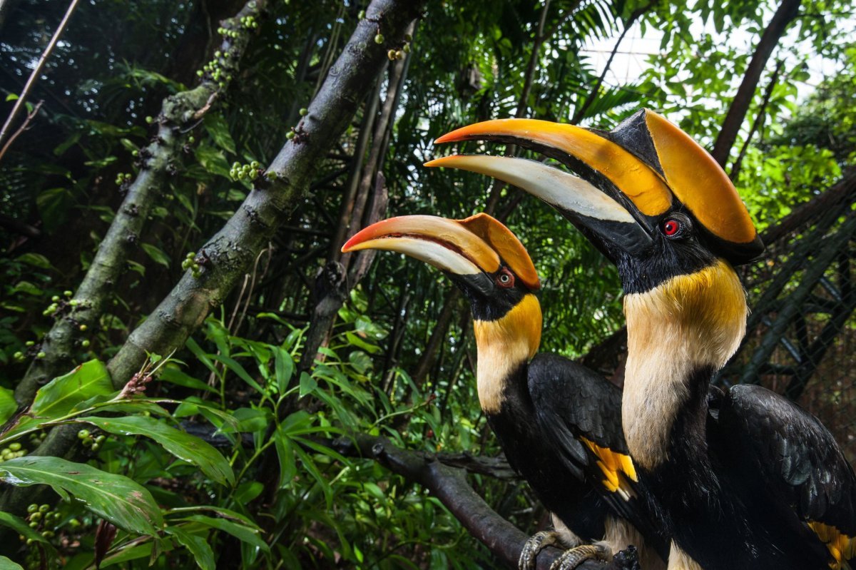 Great Hornbill птица