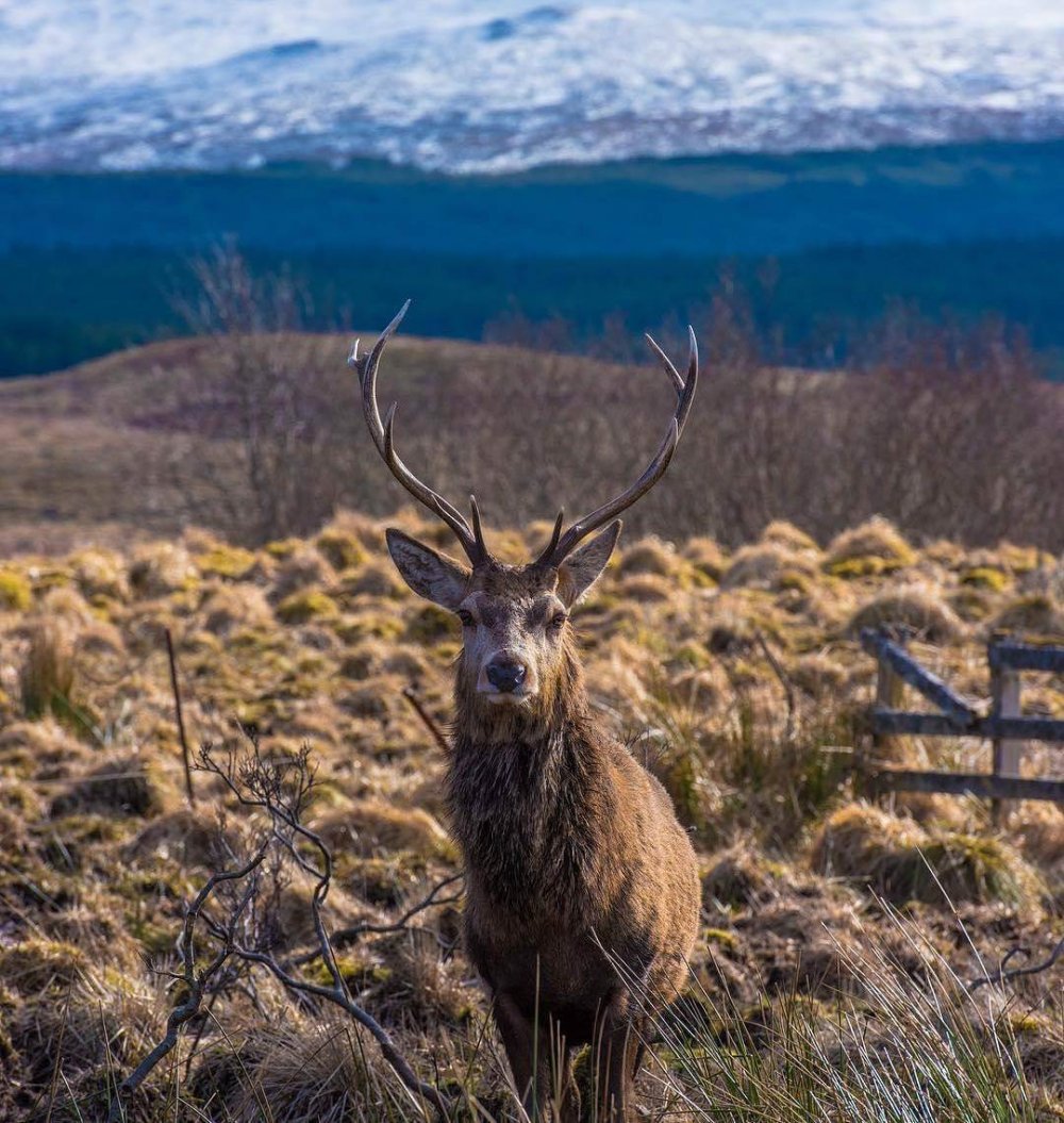 Scotland animal