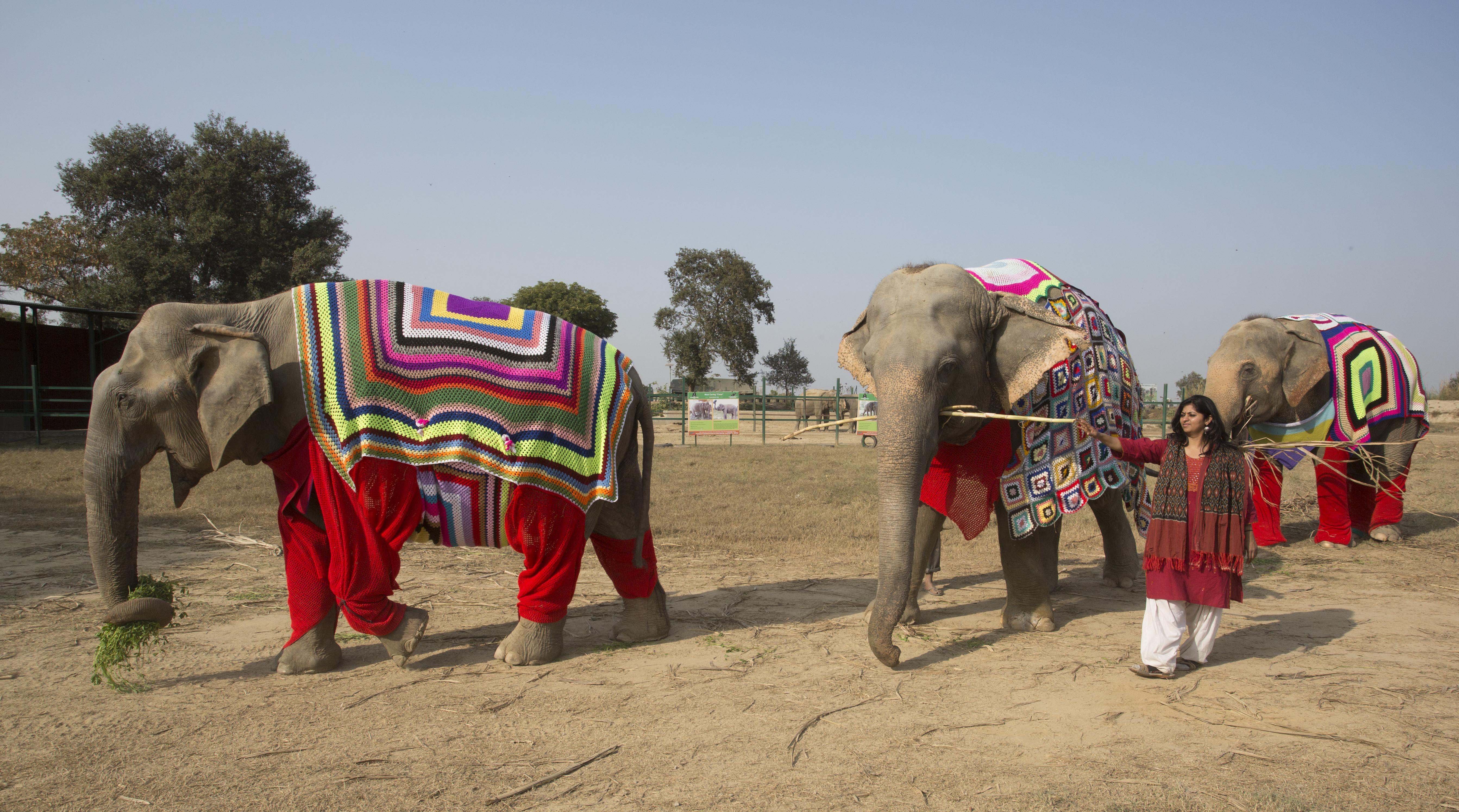 Индийские слоны живут. Попона для слона в Индии. Индийский слон. Индийские слоны. Индус на слоне.