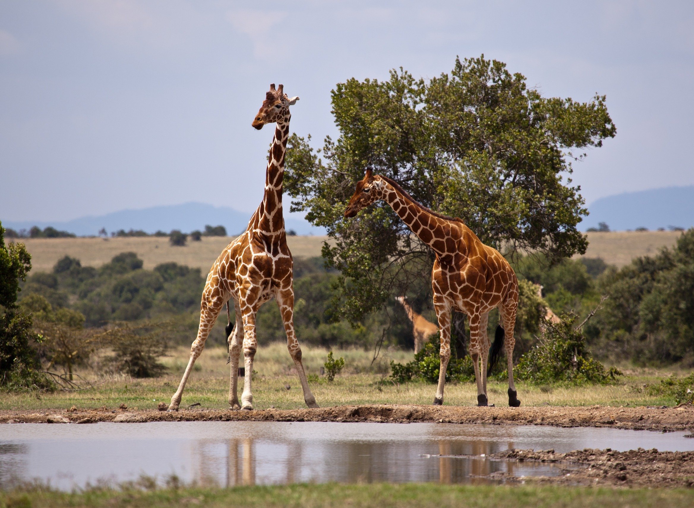 А у жирафа шея длинная. Кения сафари. Парк Самбуру в Африке национальный. Самбуру сафари. Сафари парк Жираф.
