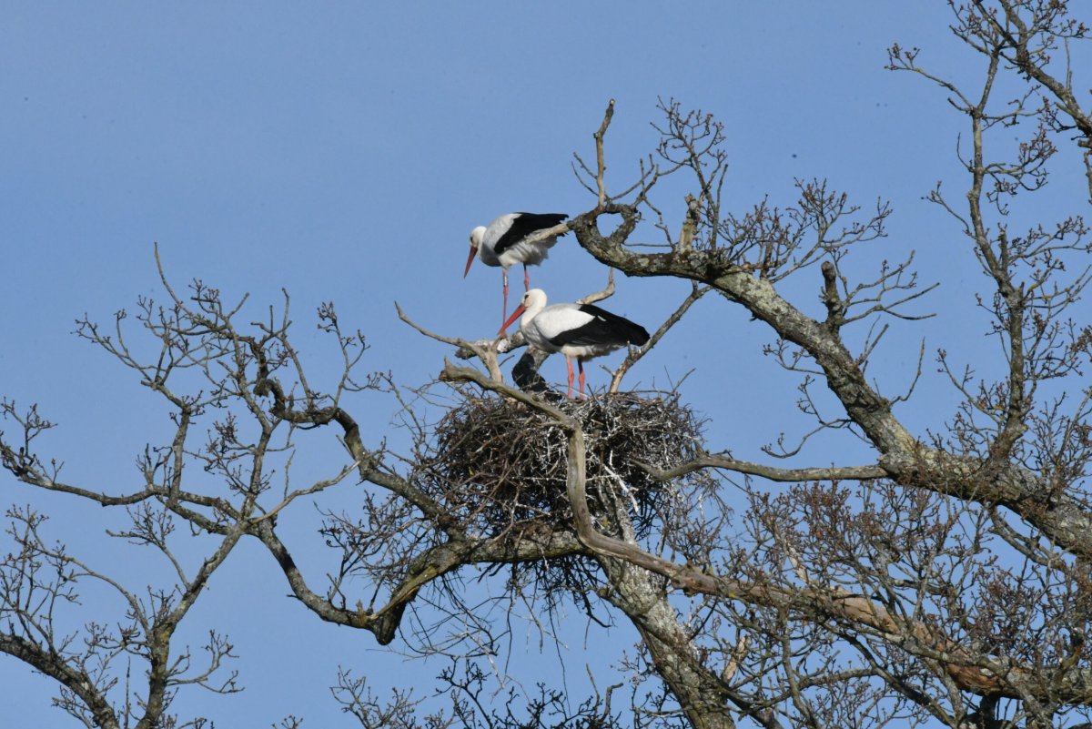 Гнездо черного аиста в эстонии
