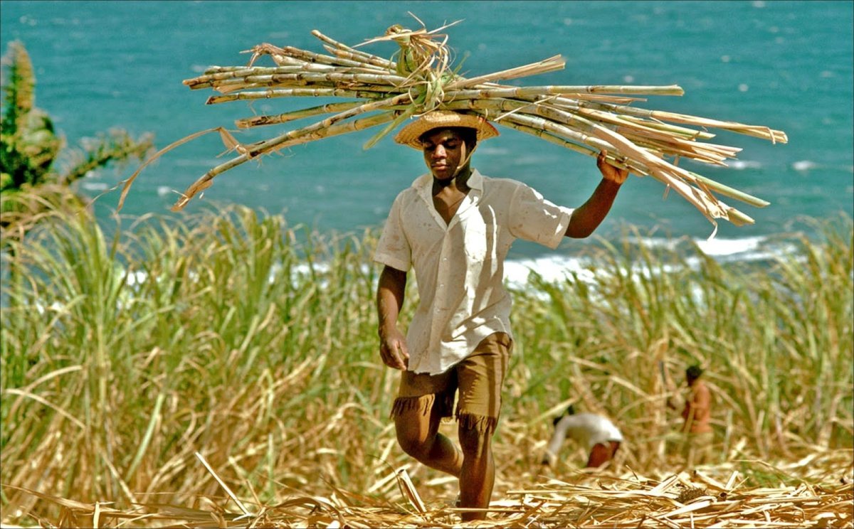 Сахарные плантации на гаити