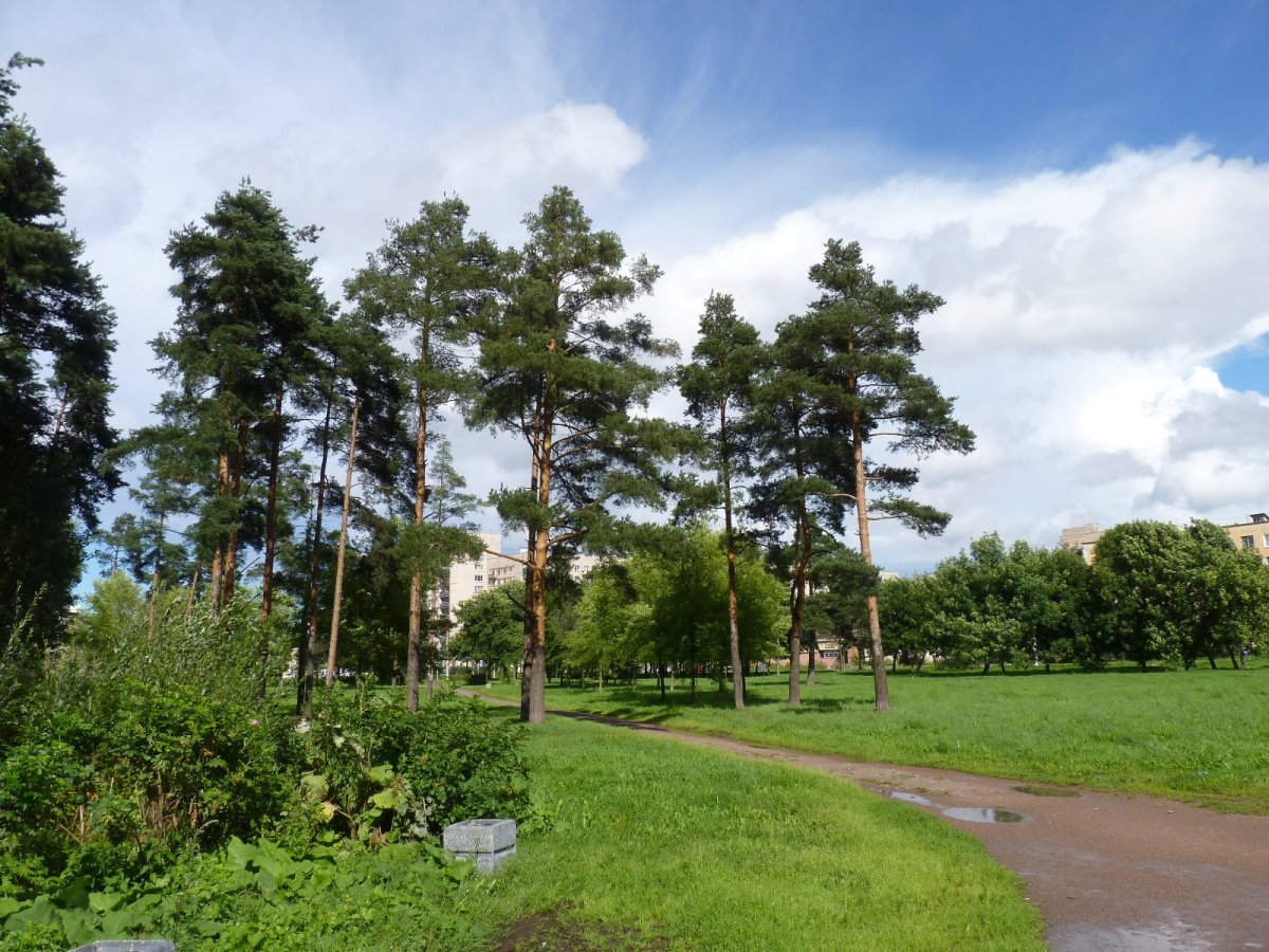 Парк сосновая поляна в санкт петербурге фото