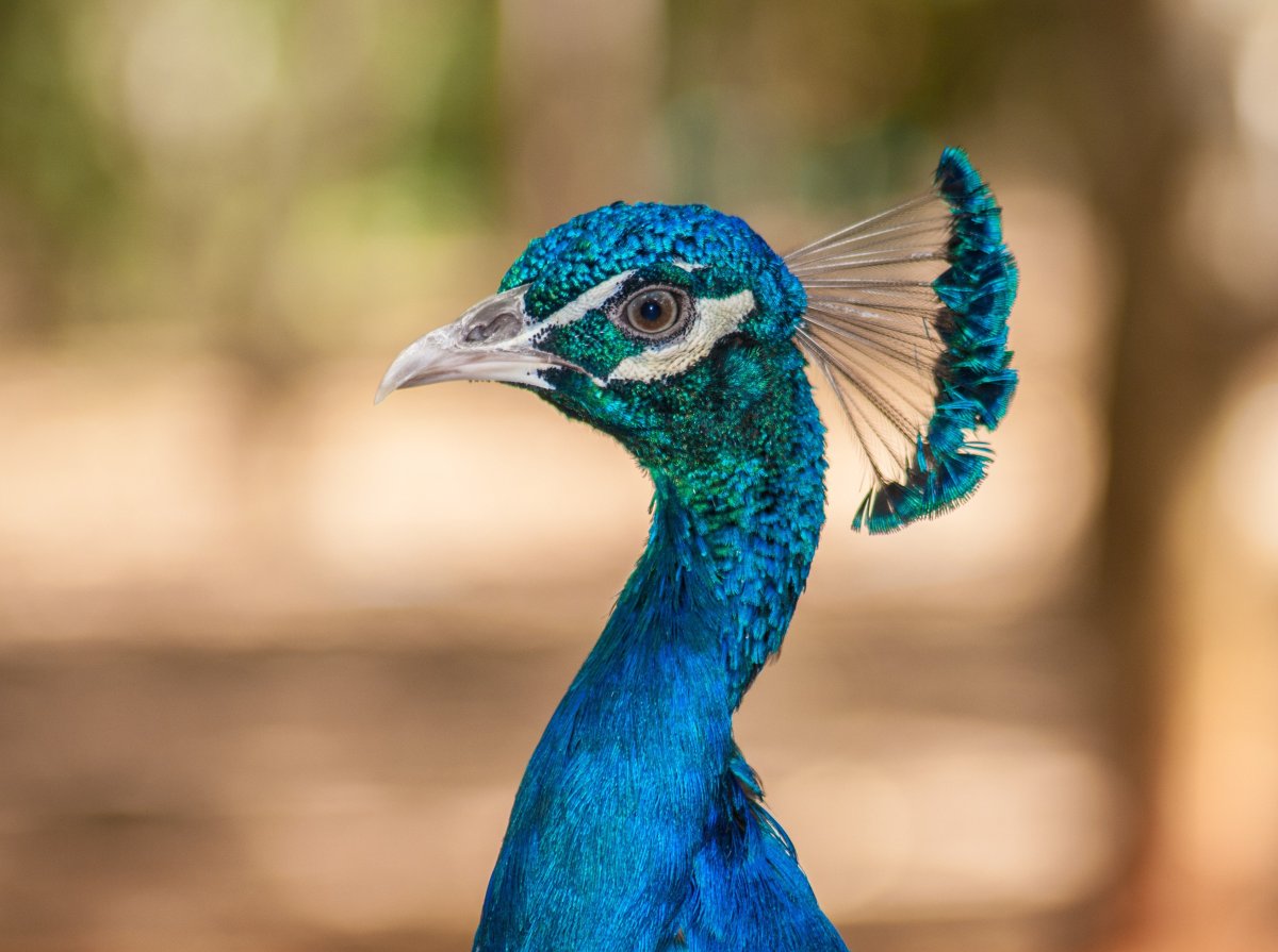 Павлин (Pavo cristatus)