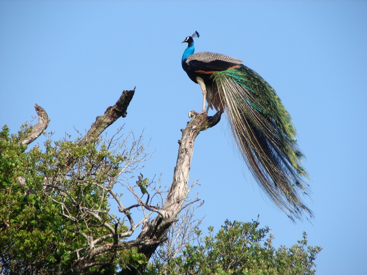 Peacock Hill Шри Ланка