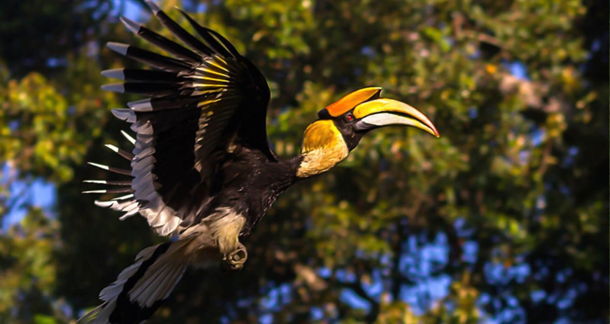 Buceros bicornis