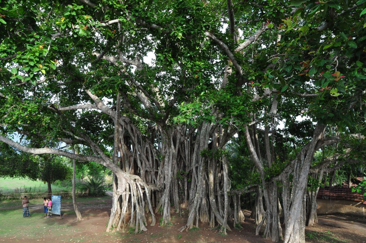 Священное дерево индии