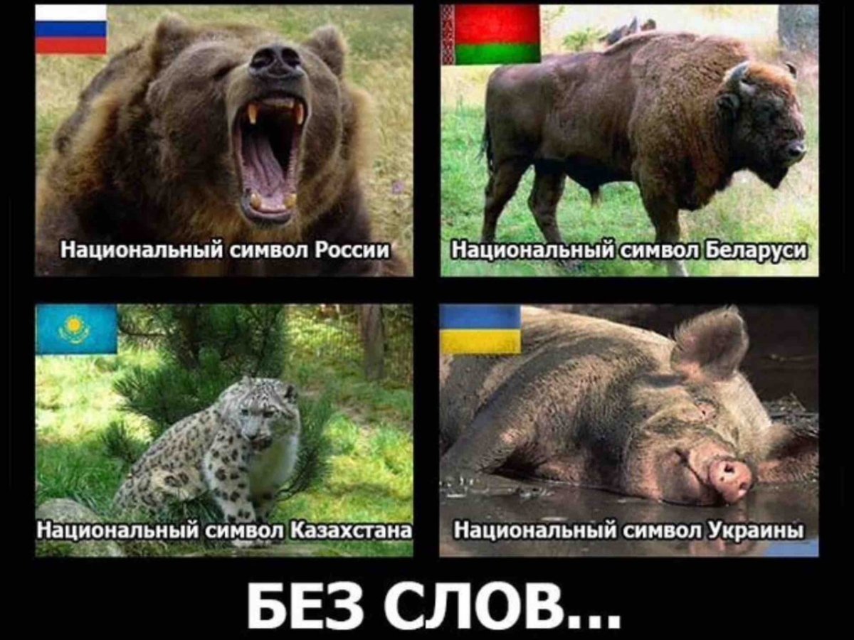 Национальный символ Украины свинья