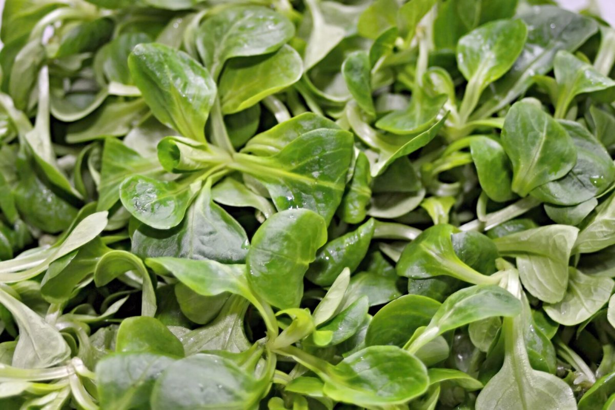 Lambs lettuce