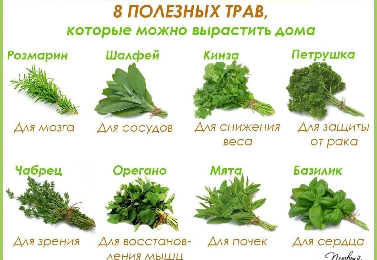 Базилик и орегано разница