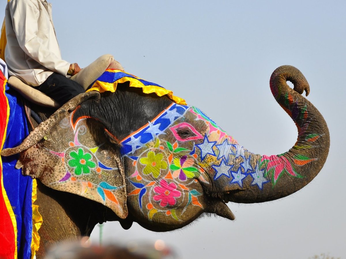 Индия слоны