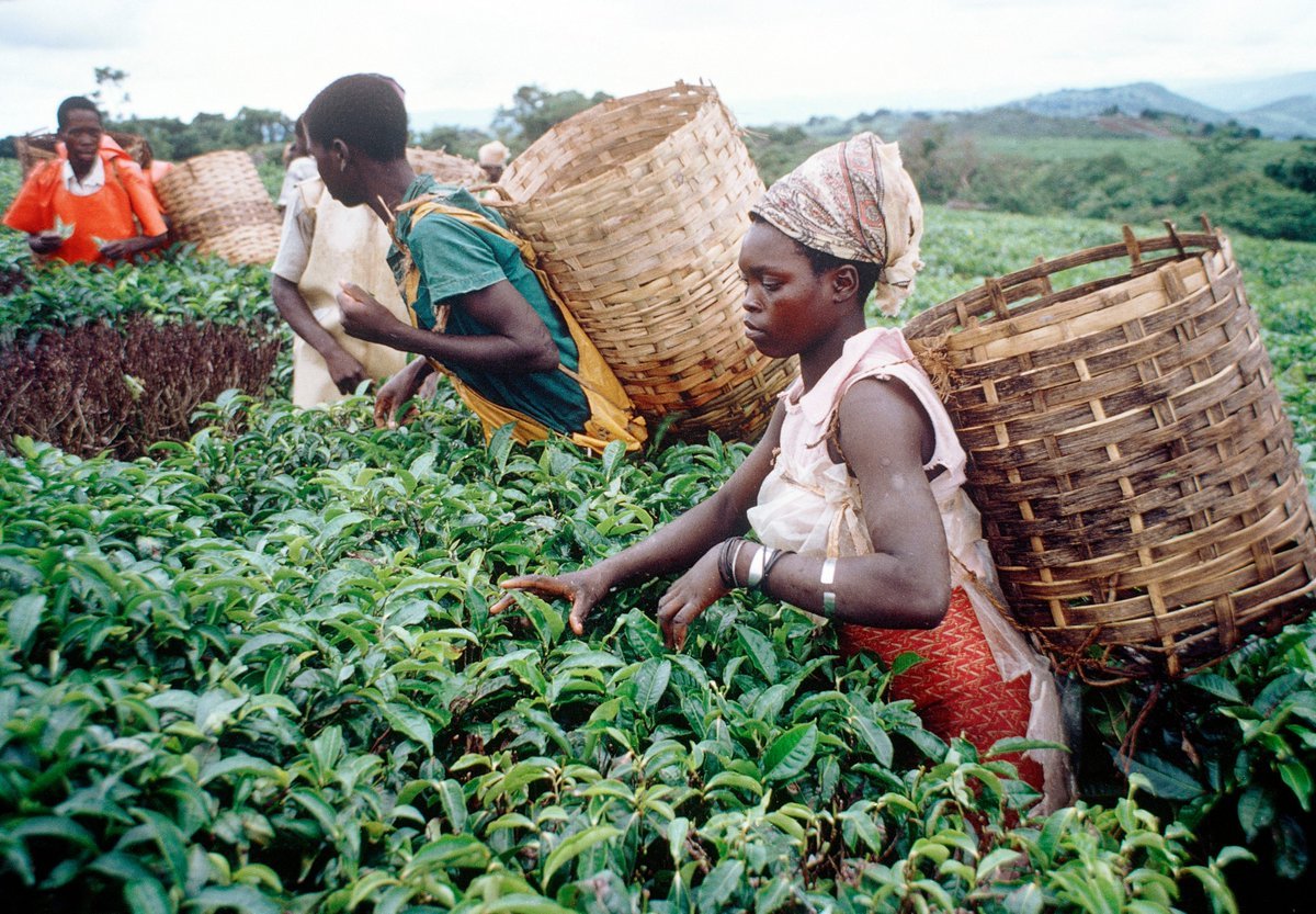 Отрасли восточной африки. Демократическая Республика Конго сельское хозяйство. Сельское хозяйство Африки. Сельское хозяйство Нигерии. Земледелие в Африке.