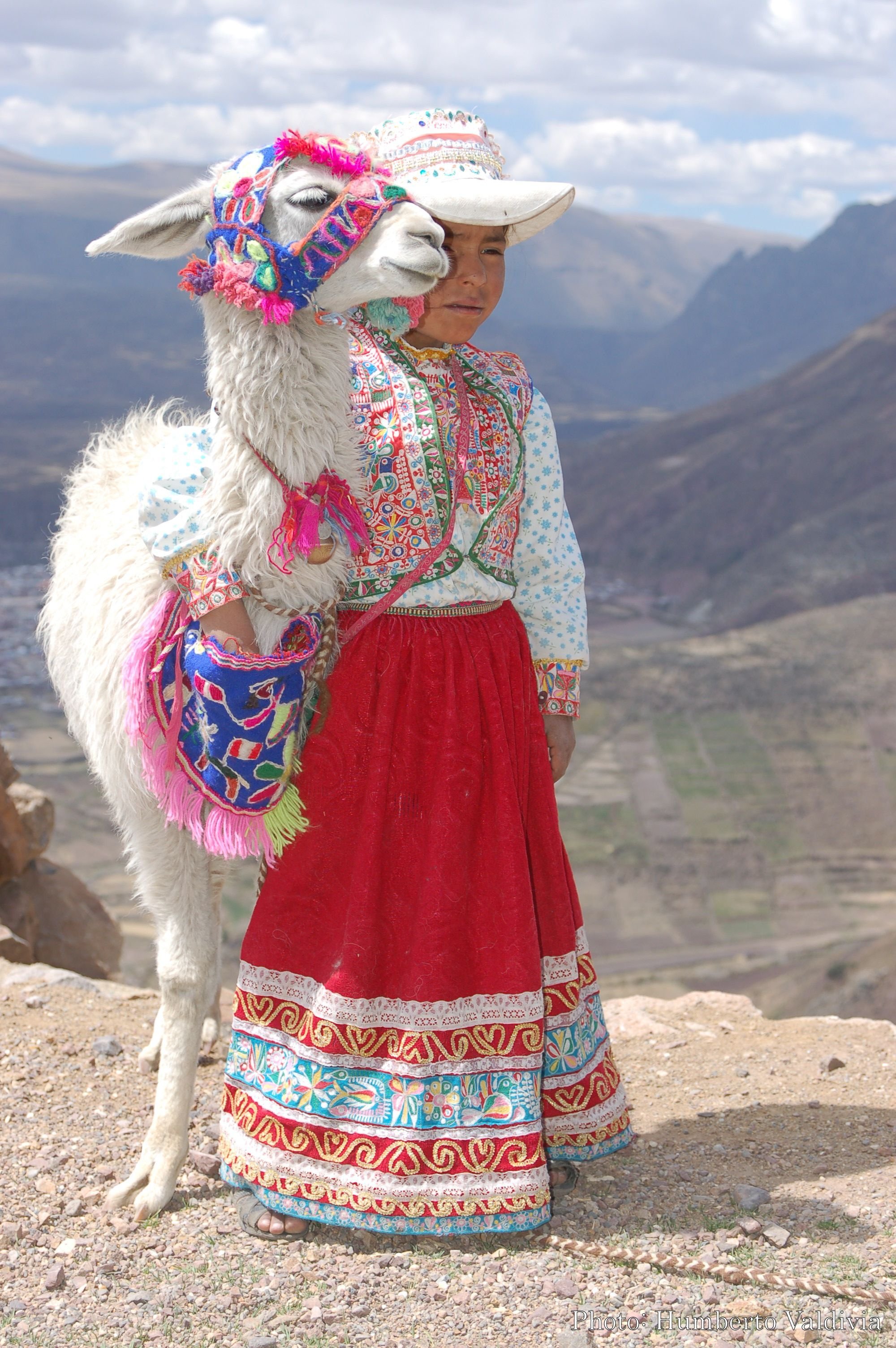 Покажи национальный костюм. Ламы в Перу. Нарядные перуанские ламы альпака. Перу лама альпака. Чили ламы.