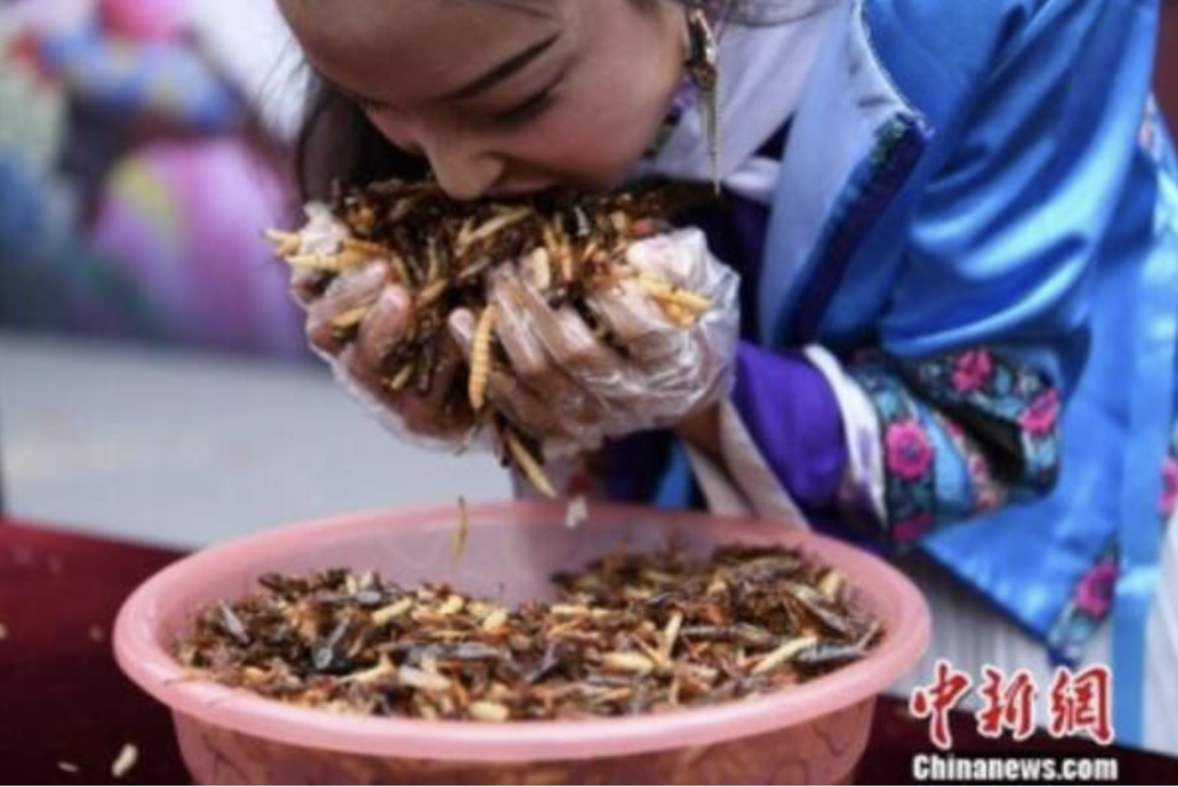Где едят червей. Жареные насекомые в Китае. Китайцы едят Наси. Жуки которых едят китайцы.