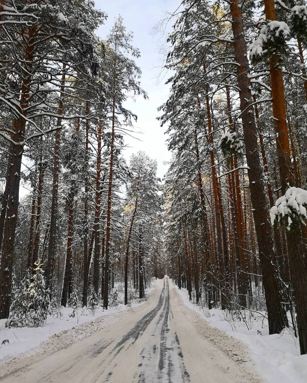 Казань Зеленый Бор Купить