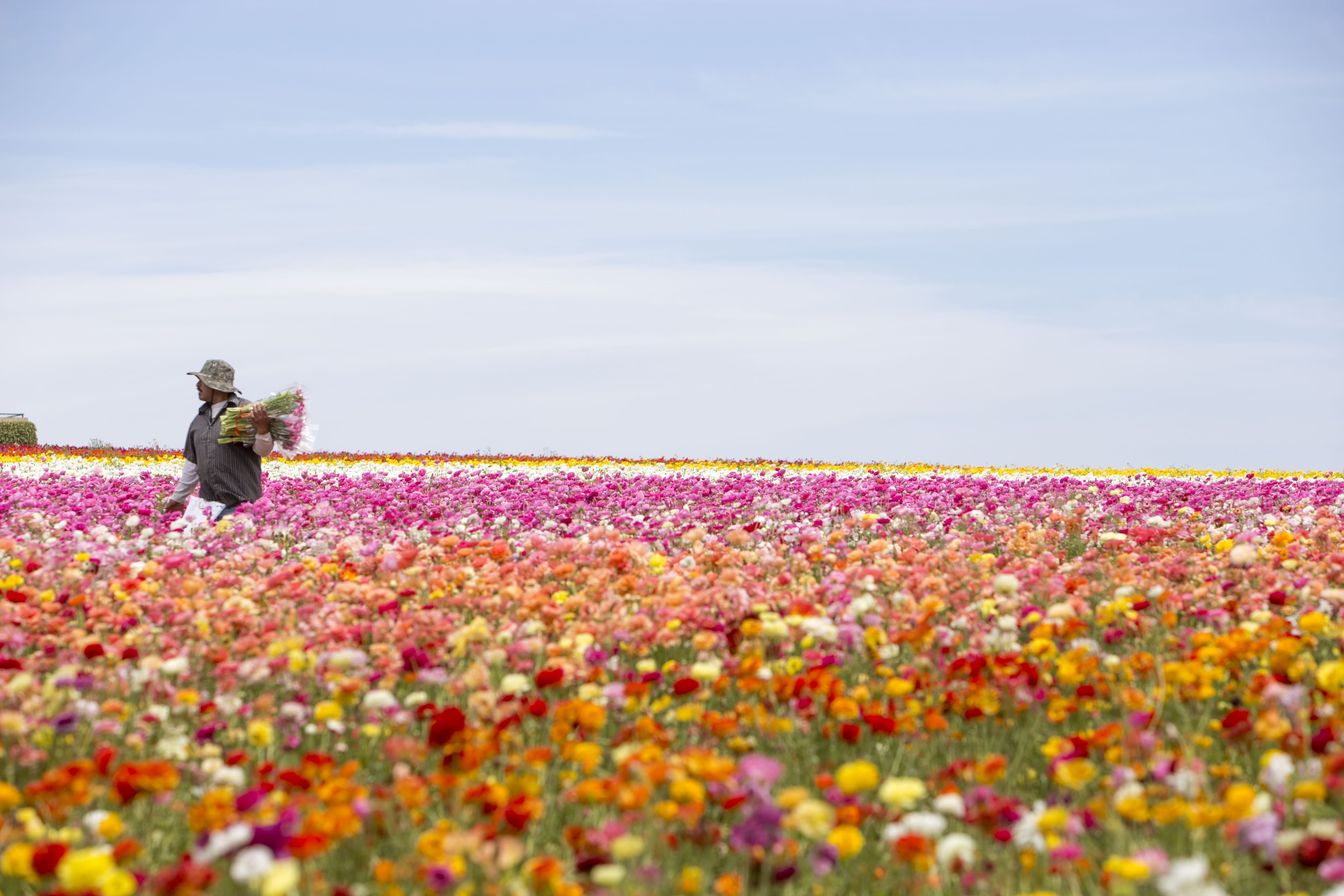 Поле цветов видео. Карлсбадские цветочные поля, Лос-Анджелес-США. Цветочное поле. В поле. Поле в цветах.