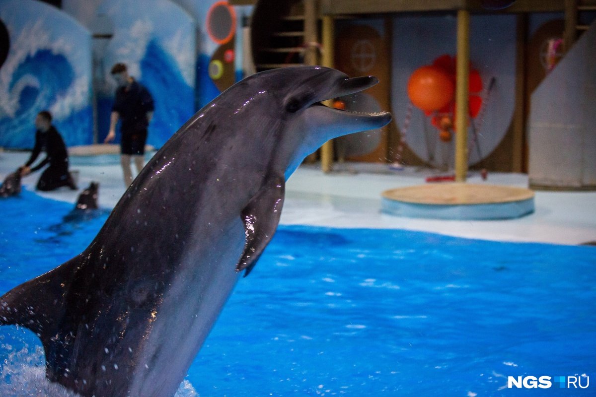 Новосибирск дельфинарий фото