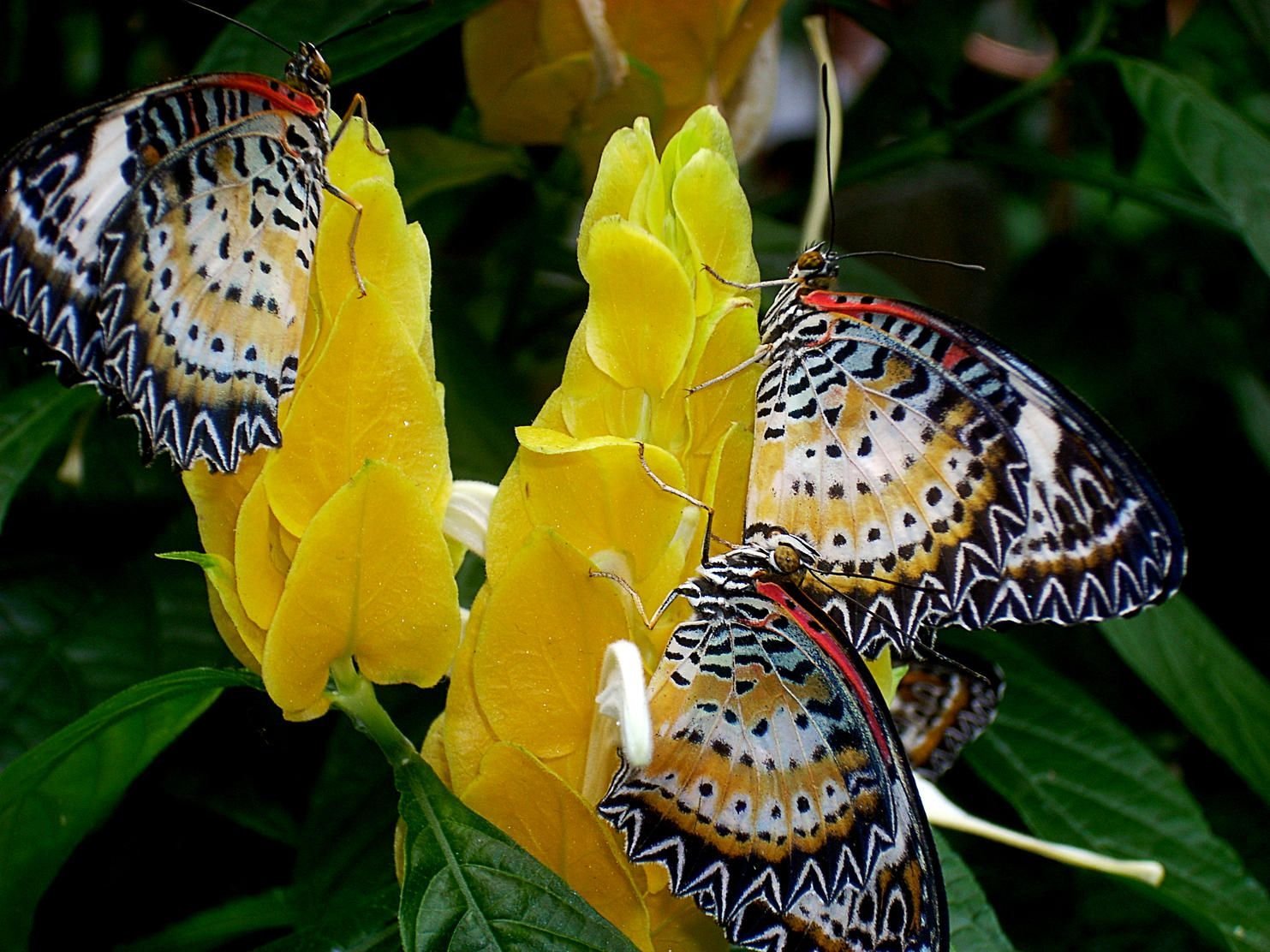 Живые бабочки с цветами. Спаривание бабочек монархов. Papilio demoleus. Яркие бабочки. Тропические бабочки.