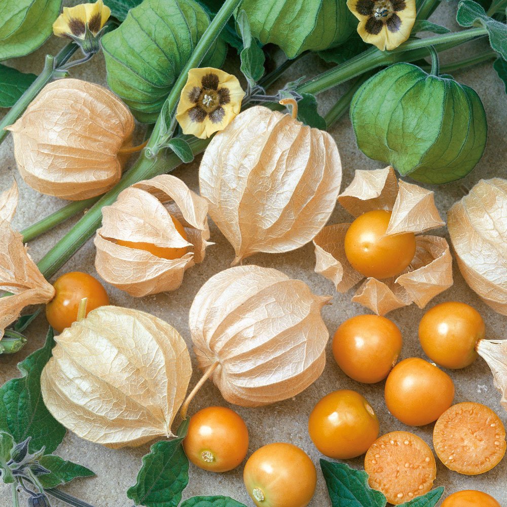 Физалис сахарный Изюмчик