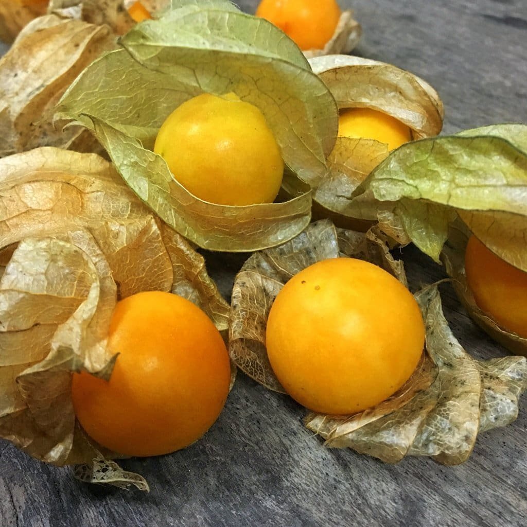 Физалис перуанский Колумб