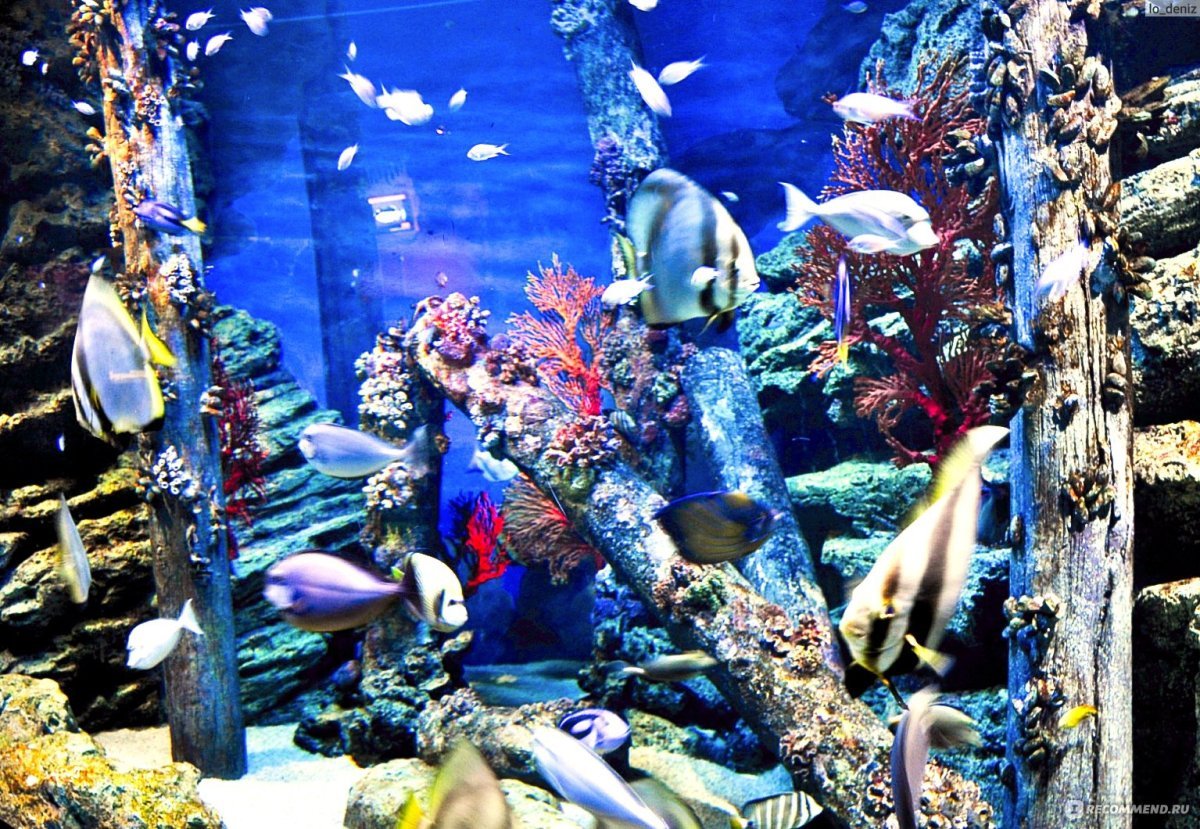 Океанариум Siam Ocean World пингвины