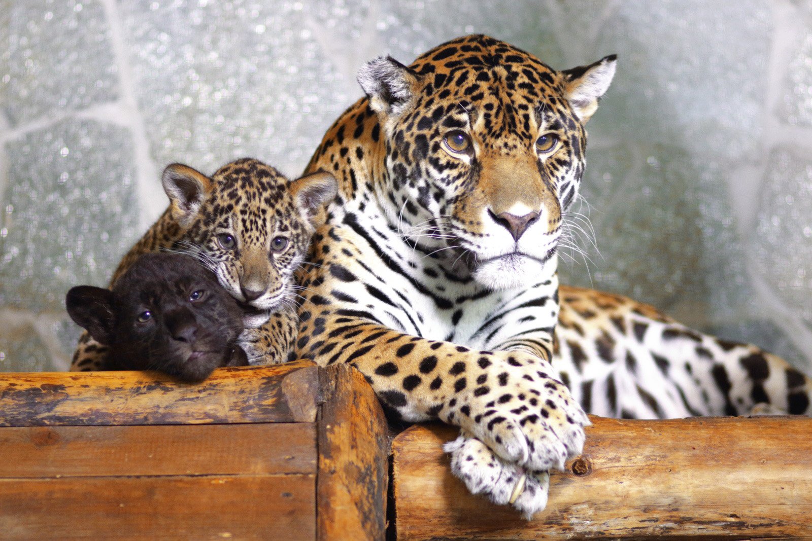 ленинградский зоопарк в санкт петербурге официальный сайт