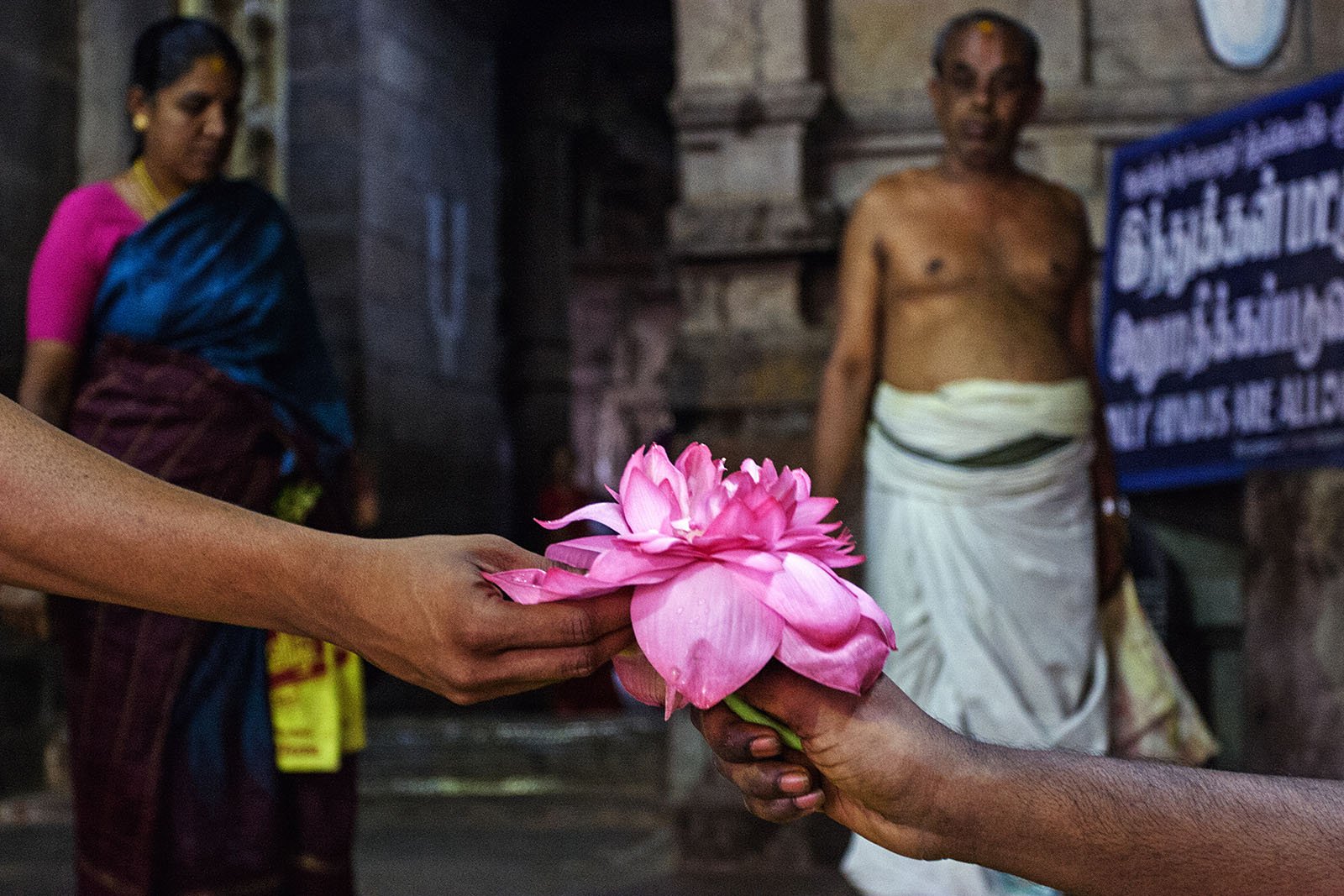 Цветы на индийском языке. Цветок лотоса Индия. Лотос в индуизме. Цветок лотоса Индуизм. Священный цветок в Индии.