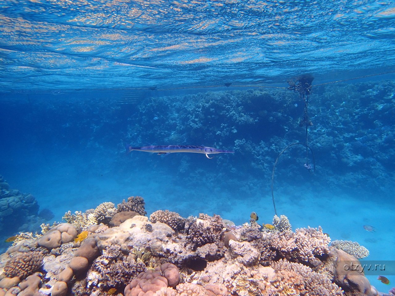 Вода в шарме сегодня. Голубая дыра Шарм-Эль-Шейх. Затонувший корабль Шарм-Эль-Шейх. Живой риф в Шарм Эль Шейхе. Шармаль Шейх рифы.