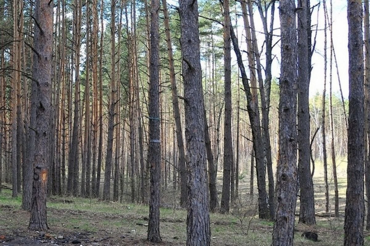 Фото Села Лесного