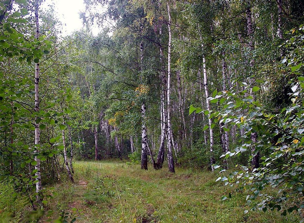 Тут лес. Лесная опушка на участке. Участок на опушке леса. Опушка около леса. Карелия лес опушка.