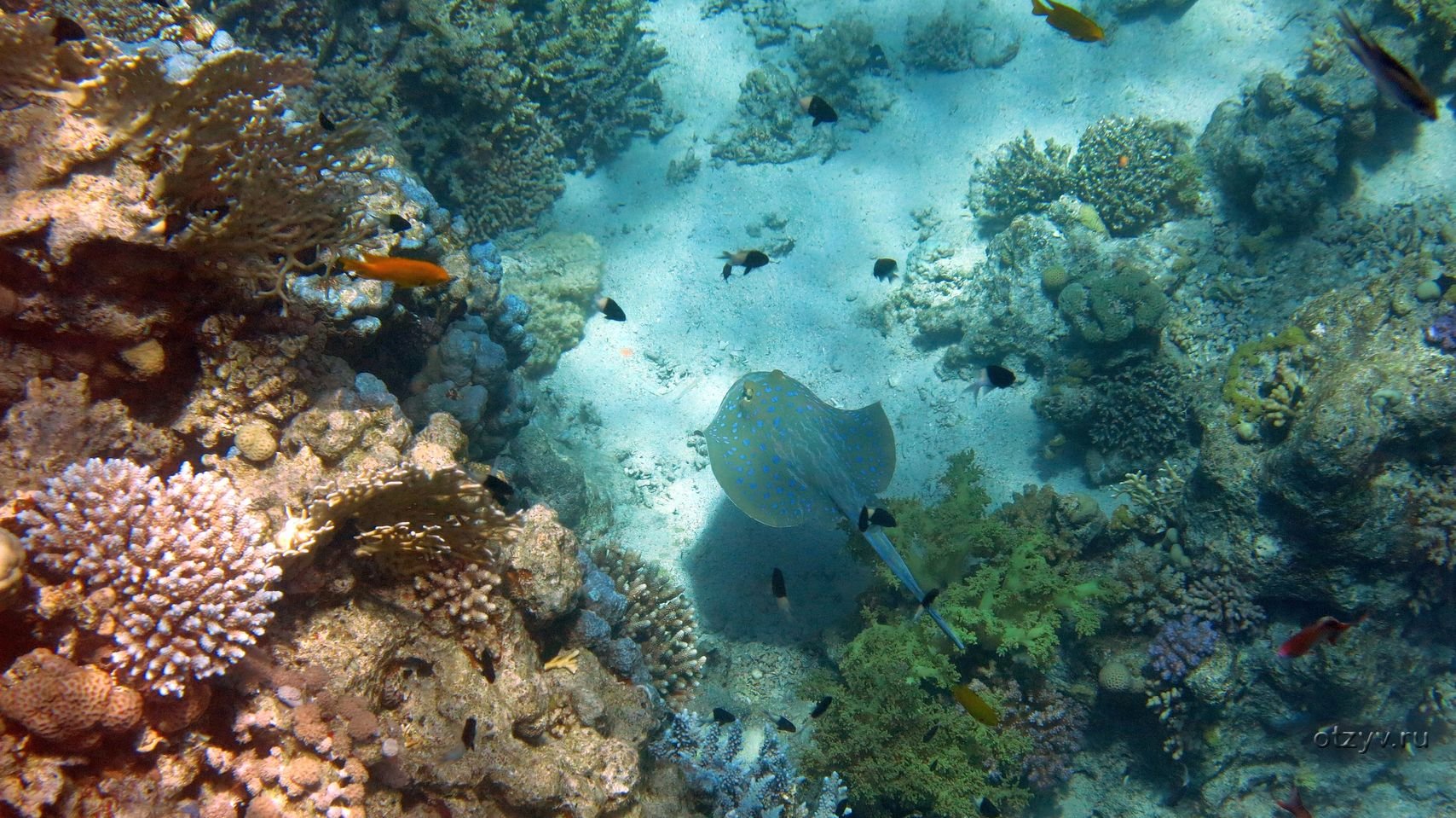 Температура воды египет шарм эль шейх апрель. Риф Шарм-Эль-Шейх. Красное море риф Шарм Эль Шейх. Рыбки на рифах Шарм Эль Шейх. Коралловые рифы в Египте Шарм-Эль-Шейх.