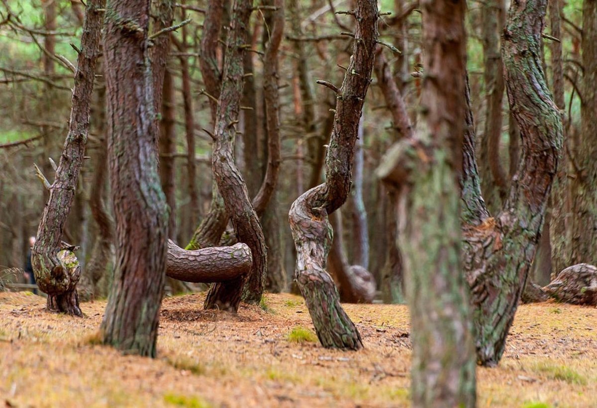 Пляшущий лес. Куршская коса Танцующий лес. Танцующий лес в Калининградской области. Танцующий лес в Калининграде на Куршской косе. Кашрская коса Танцующий лс.
