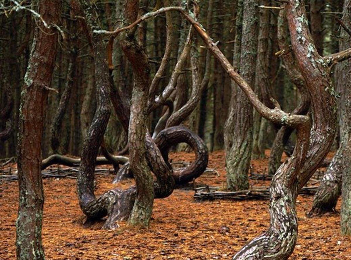 Косой лес. Куршская коса Калининград пьяный лес. Куршская коса Ведьмин лес. Ведьмин лес Калининград. Куршская коса аномальная зона Танцующий лес.