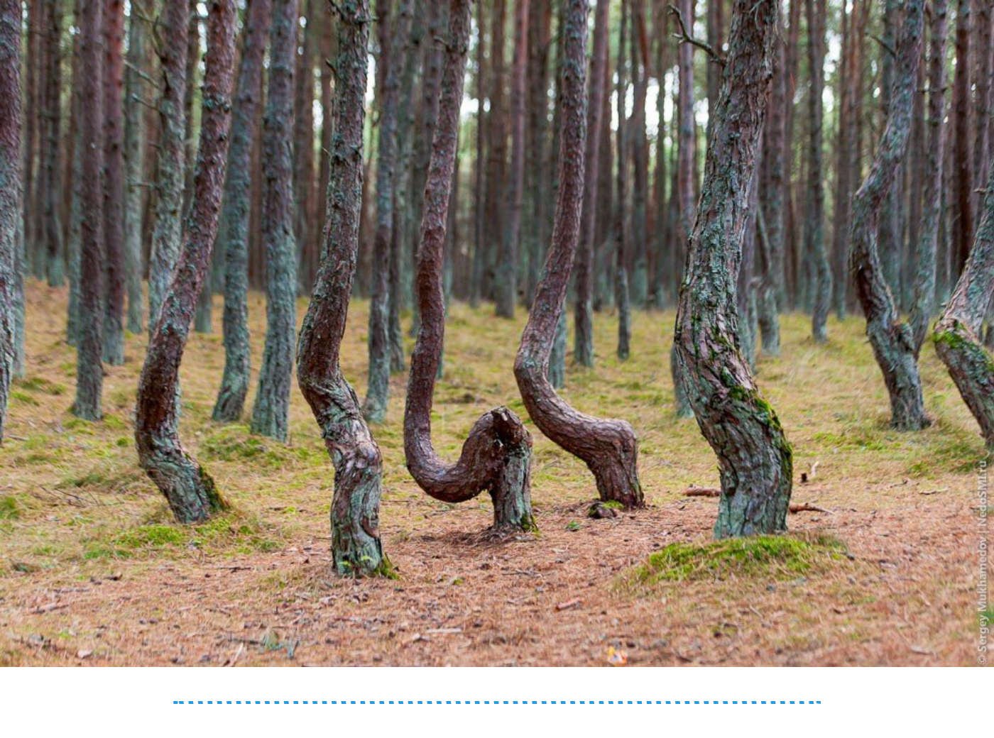 Пляшущий лес. Куршская коса Танцующий лес. Куршская коса Калининград Танцующий лес. Куршская коса аномальная зона Танцующий лес.