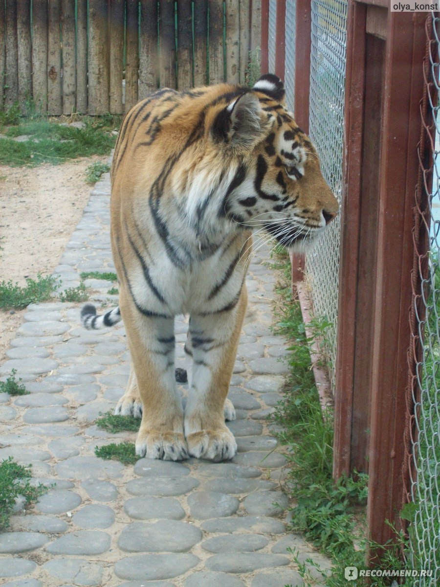 Лимпопо Нижний Новгород Цена Билета