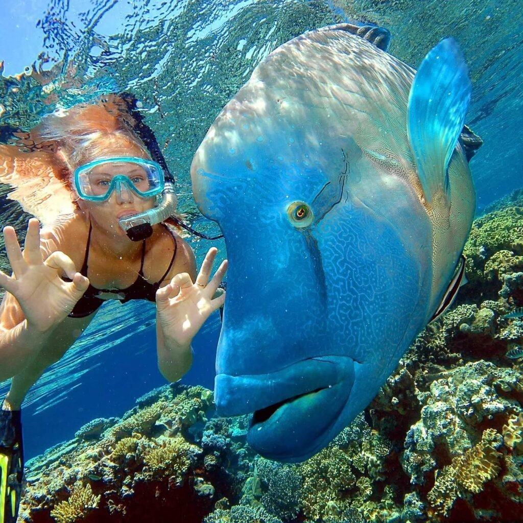 Красное море дайвинг