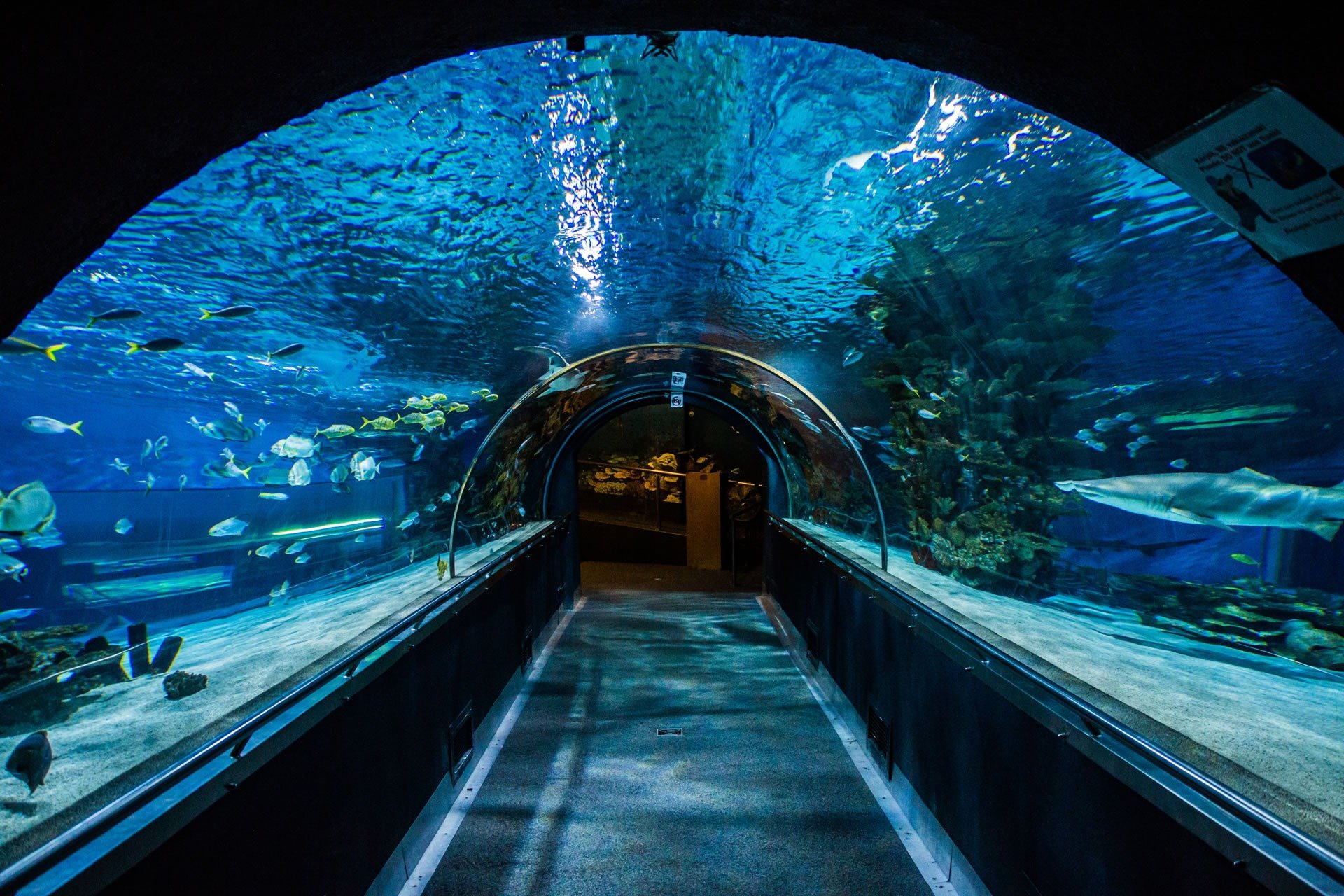 Самый большой океанариум в ленинградской области. Тропикариум-океанариум в Будапеште. Океанариум Планета Нептун. Океанариум Питер тоннель. Океанариум Винперл.