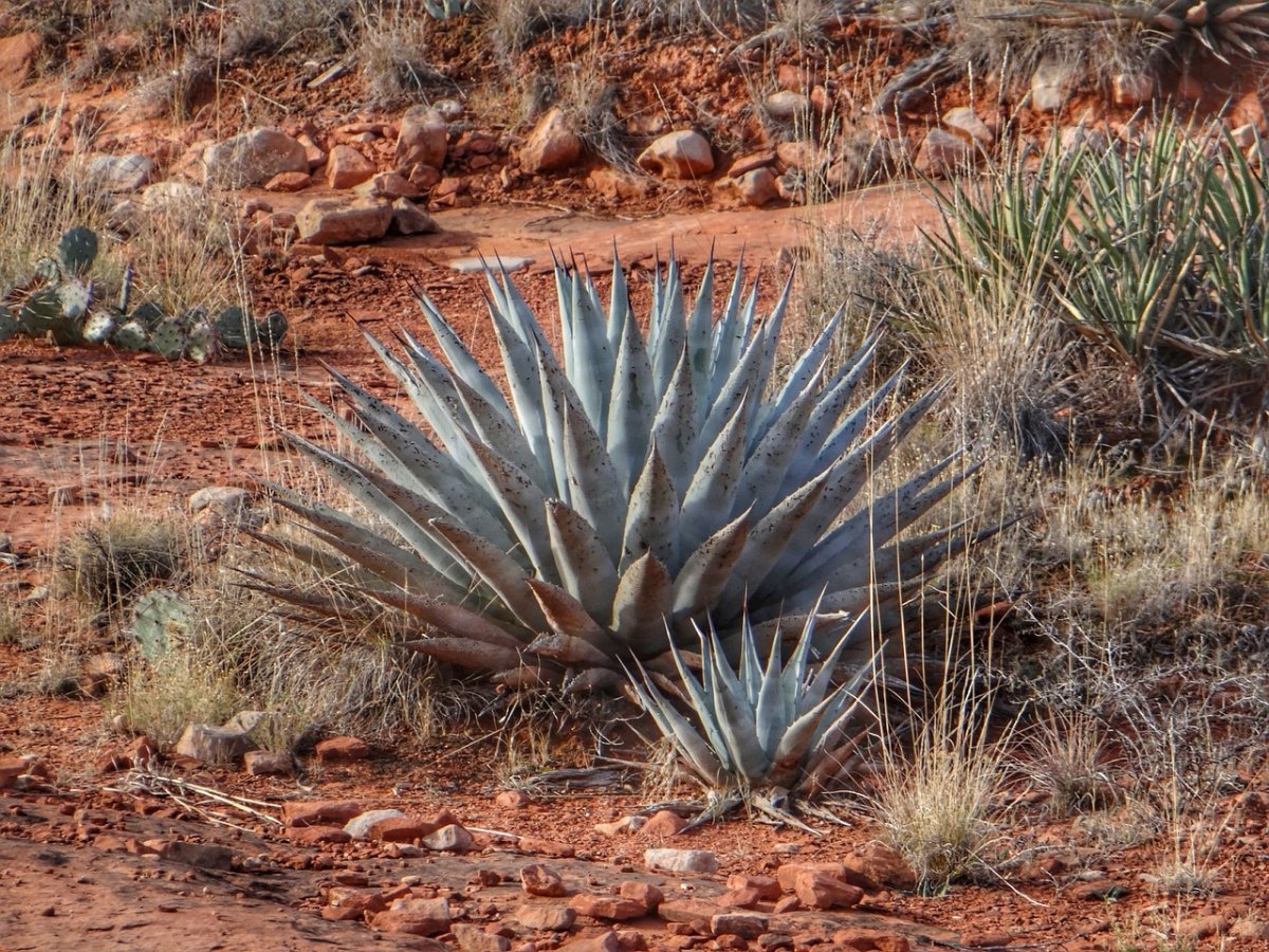 Sahara Desert растения