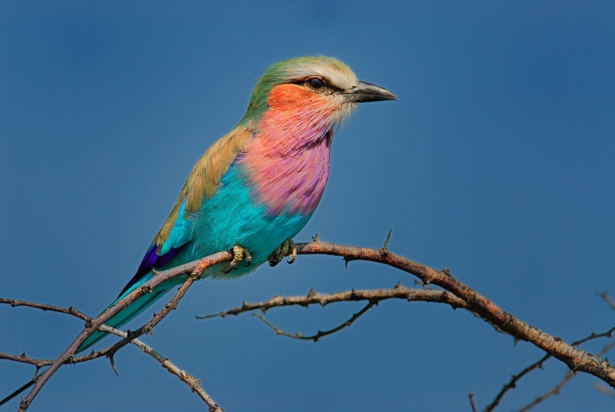 Coo Bird
