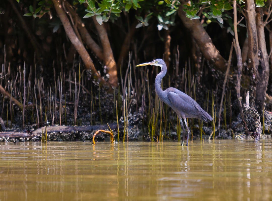 Mangrove National Park