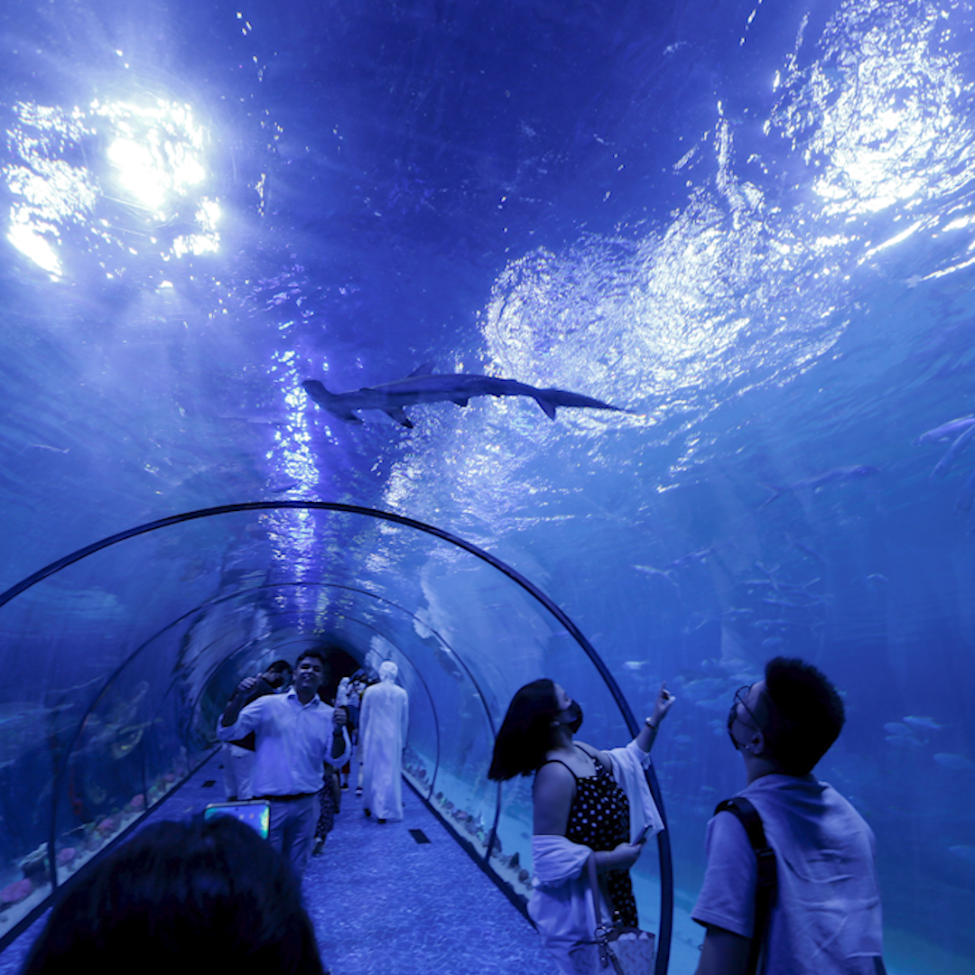 Океанариум Абу Даби. Sea World Абу Даби океанариум. Абу Даби аквариум. Океанариум Дубай Молл.